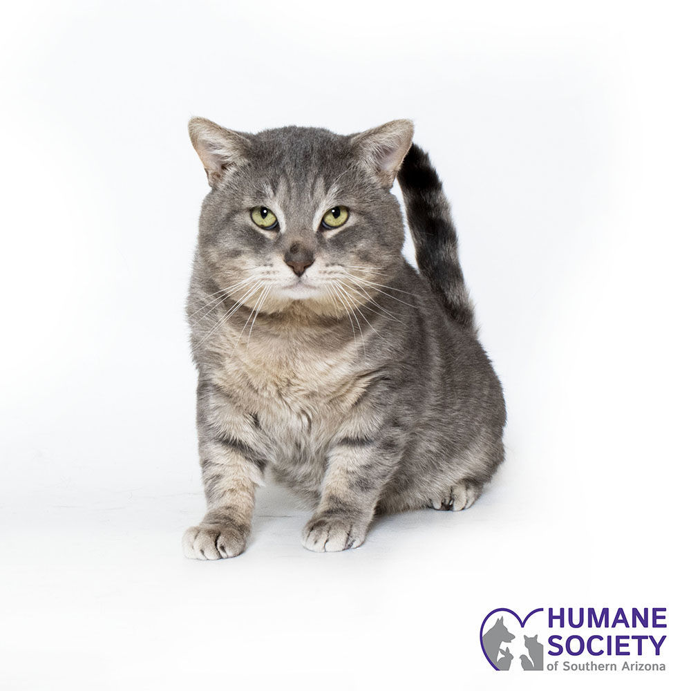 Adopt a friend: Periwinkle